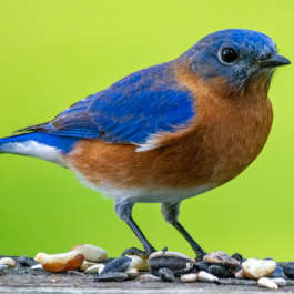 Thrushes, Bluebirds, and Robins