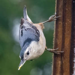 White-Breated Nuthatch, female