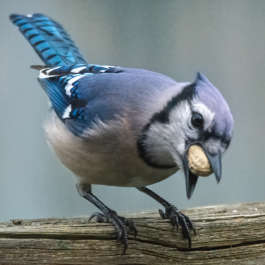 Blue Jay shows how to carry off a peanut
