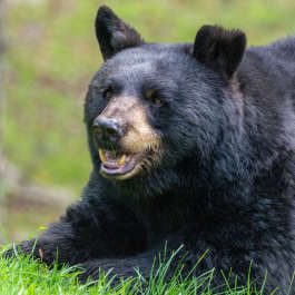Black Bear 3