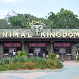 Friday - Animal Kingdom