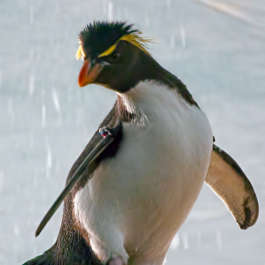 Sea World Penguins - Mon Jan 24