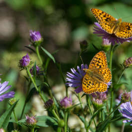 Butterflies in the Asters