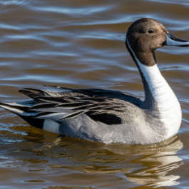 Northern Pintail Duck, Male