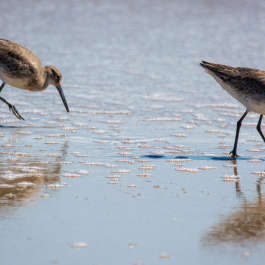 Two Willets, Nonbreeding Adults