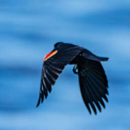 Red-Winged Blackbird in flight