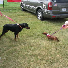 Tinker at the Dog Olympics - Oct 1, 2005