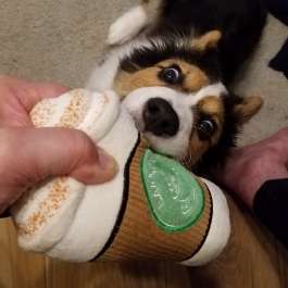 Wants his coffee toy
