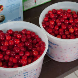 Two Gallon of Cherries