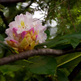 Wild Rhododendron Bloom