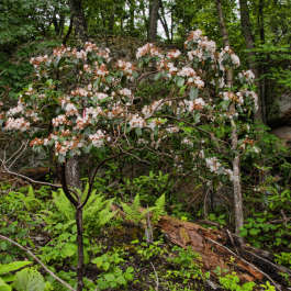 Lone Rhododendron