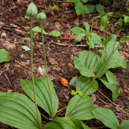 Wild Jack in the Pulpit