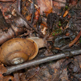 Small Snail in the Woods