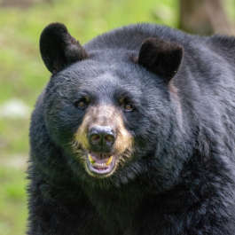 Black Bear 2