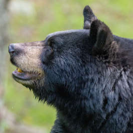 Black Bear 4