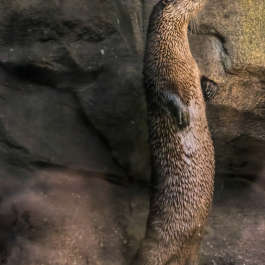 Standing Otter