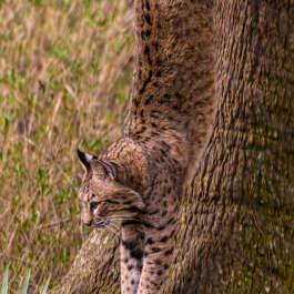 Downward-Facing Bobcat