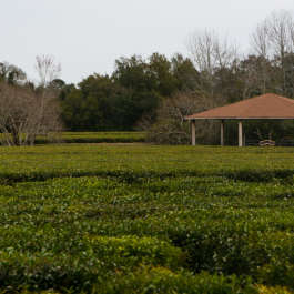 Fields of Tea
