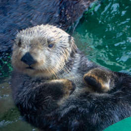 Sea Otter - Adaa