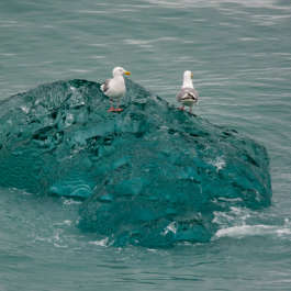 Gulls on Blue-Green Iceberg