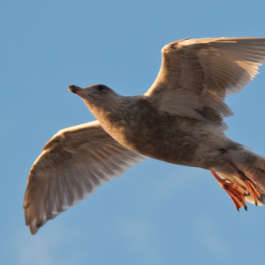 Gull in Flight 2