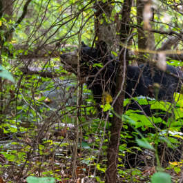 Second of two bears we saw today. Kellie's picture while I was driving.