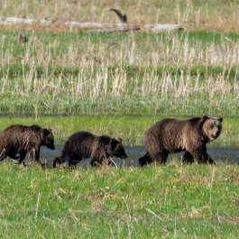 Grizzly family on the Madison Flats