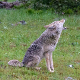 Howling Coyote 3