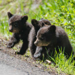 Three Cubs