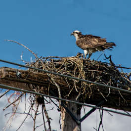 Osprey with Chick