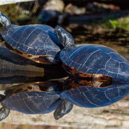Two turtles reflecting in the sun