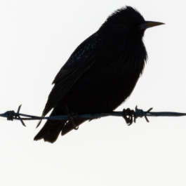Blackbird? silhouette