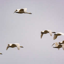 Flying Tundra Swans
