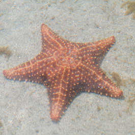 Wednesday Feb 22 - Starfish Beach, Bocas del Drago