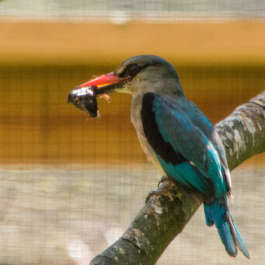 Woodland Kingfisher