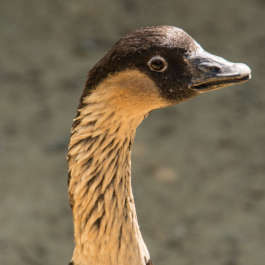 Nene - Hawaiian Goose