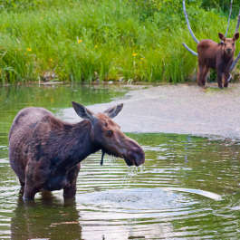 Two Moose in Moose